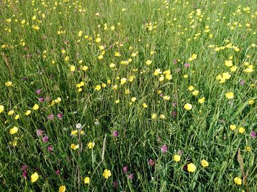 A field of gold in early summer