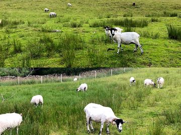 The sheep enjoying the fresh grass
