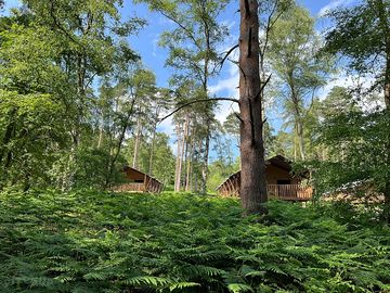 Safari tents set amongst the trees of the sandringham estate