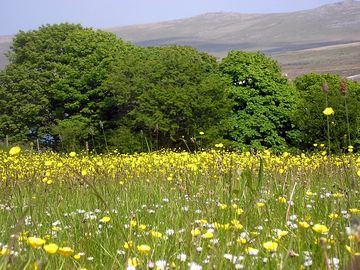 View across the meadow