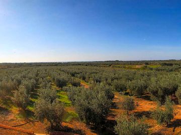 Pitch among the olive trees