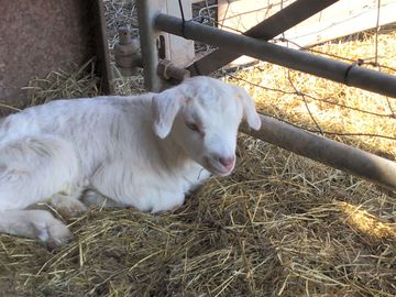 Rosie's little boy number 3