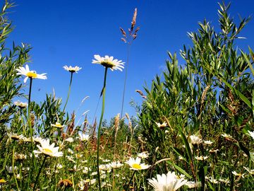 Wildflowers