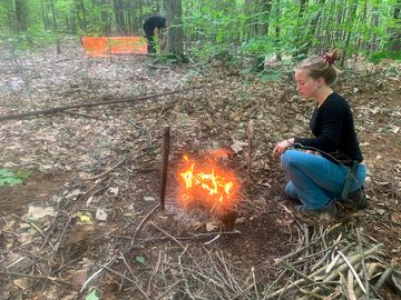 Wild woodland camping