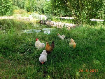 Our hens are free ranging and you can collect eggs for your breakfast.