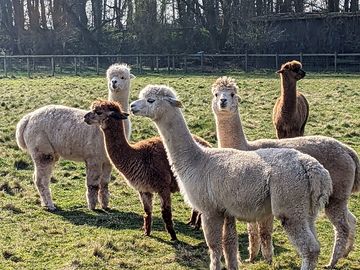The herd