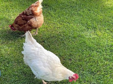 Resident chickens