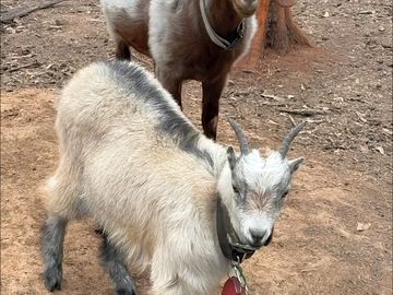 Resident animals