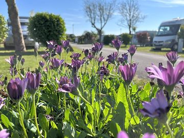 Wildflowers around the pitches
