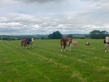 Cows on the farm