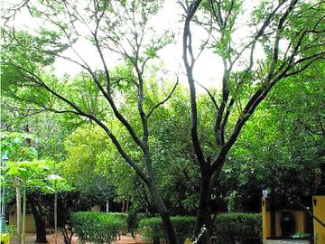 Trees all around for shade