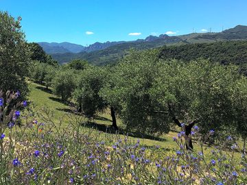 Olive trees