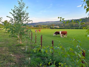 Cattle on the farm