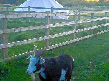 Goats on site