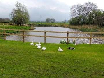 Overlooking the wildlife pond