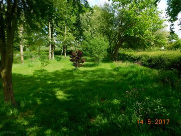 Woodland next to the yurt