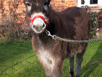 Pebbles, the gorgeous donkey