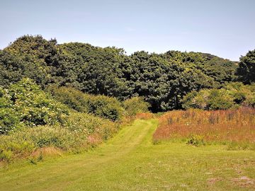 Plenty of space for walking dogs