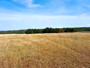 Spacious field