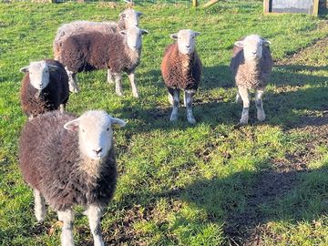 Part of the herd