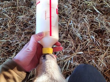 Feeding a lamb