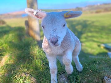 Betty the sheep