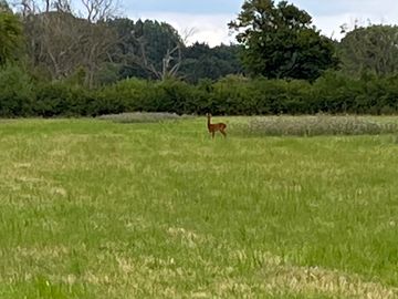 Roe deer