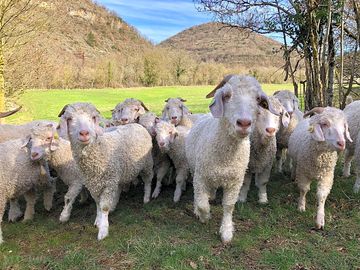 Sheep