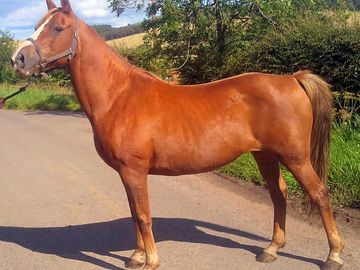Homebred brood mare called cream o' fire