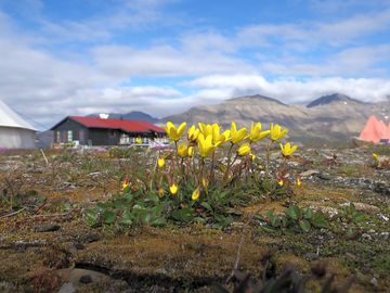 Saxifraga hirculus is one of the arrctic plants you'll find on site. happy times for botanists. :-)