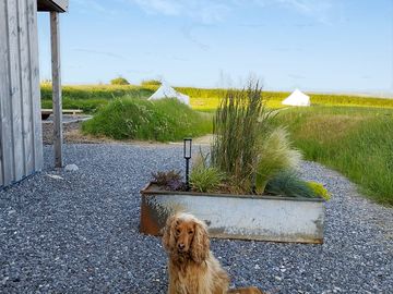 Darcy on patrol