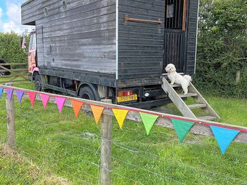 Stay in thr horse box with your canine friend.