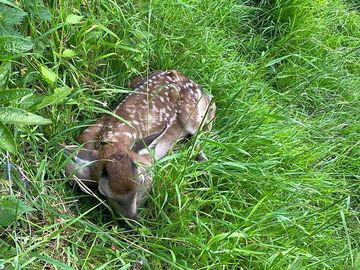 Wildlife around the footpaths
