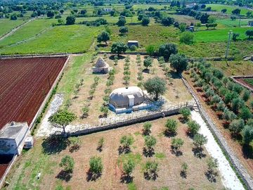 Aerial shot of the site with olive trees and trullo