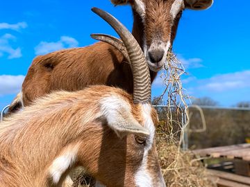 The goats