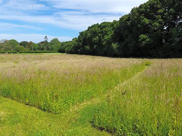 Paths through the wild grass