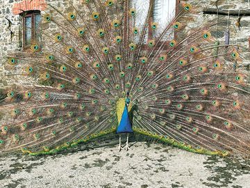 Charlie the resident peacock