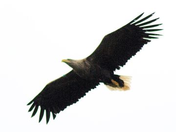One of our local sea eagles