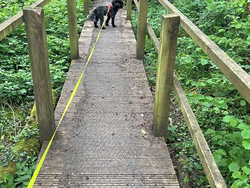 Nice dog walk