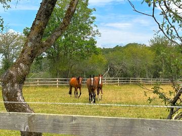 Horses grazing