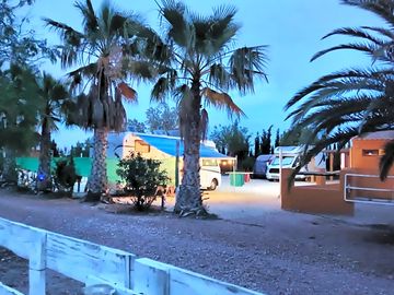 Pitches with small palm trees