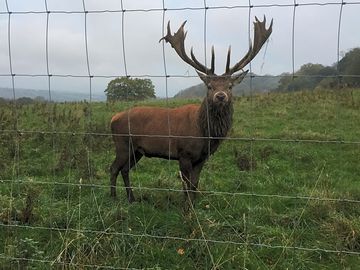 Wildlife around