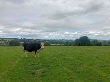 A cow on the farm