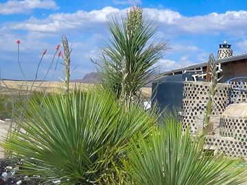 An oasis in the desert