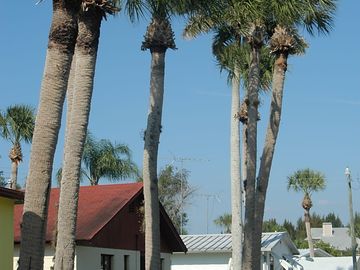 Palm trees