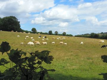 Cattle on hill field