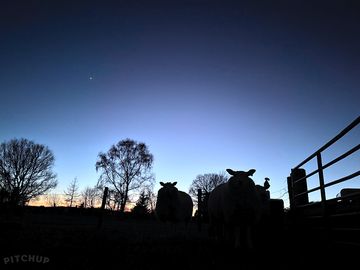 Image showing sheep at night at field house farm with an aurora sky.