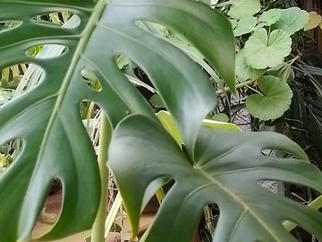 Monstera plant