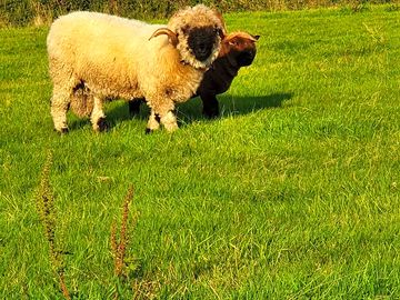 Vinnie and teddy the sheep