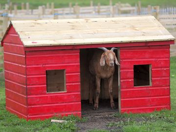Goats on site